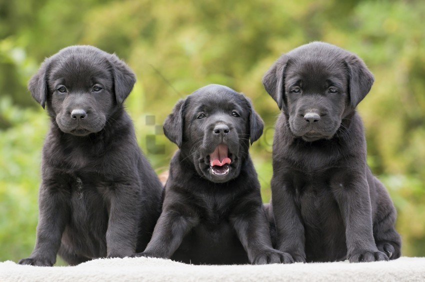 funny labradors puppies retrievers three wallpaper ClearCut Background PNG Isolated Subject