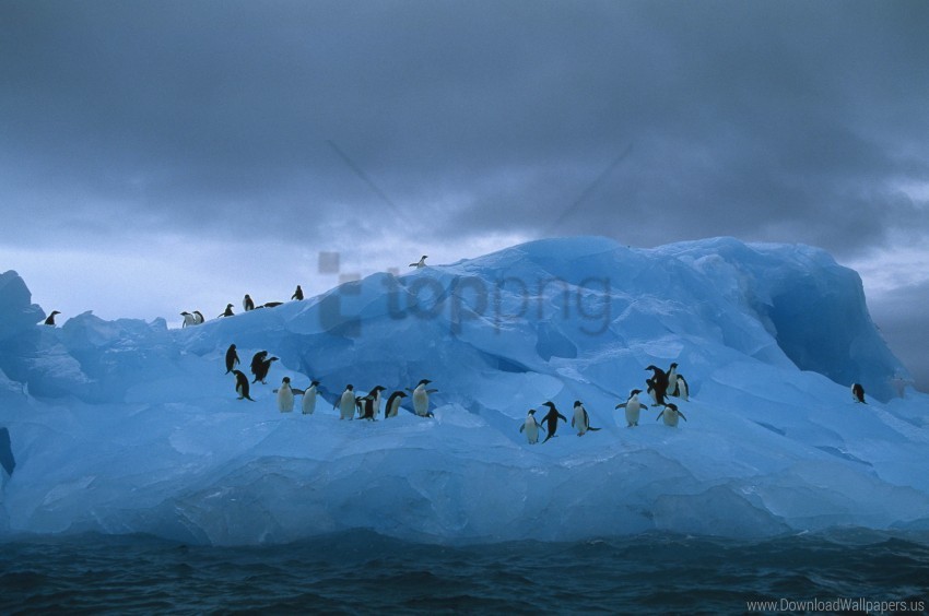 iceberg ocean penguins wallpaper PNG files with clear backdrop collection