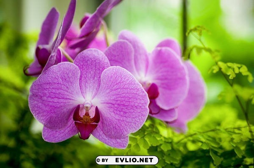 orchids Isolated Character with Transparent Background PNG