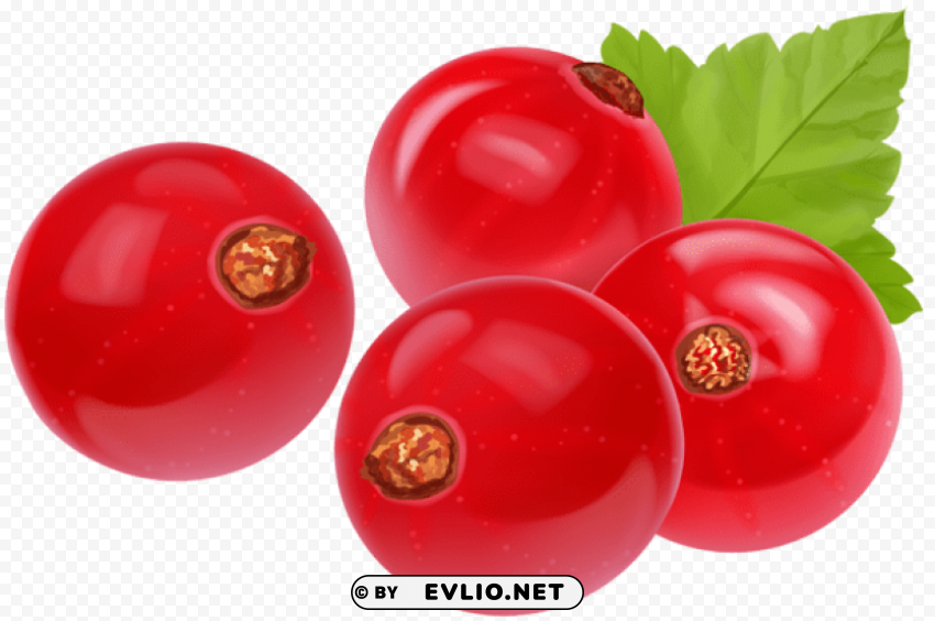 red currant transparent Isolated Graphic on HighQuality PNG