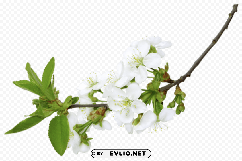 spring white branchpicture PNG images with high-quality resolution