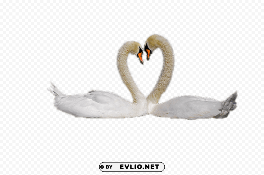 swan couple PNG format with no background