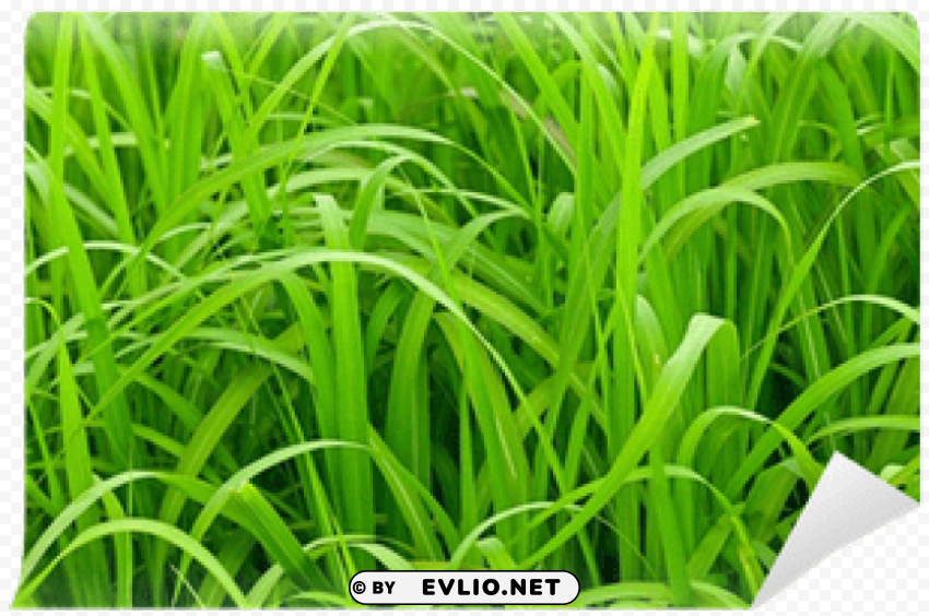 sweet grass Isolated Graphic on Transparent PNG