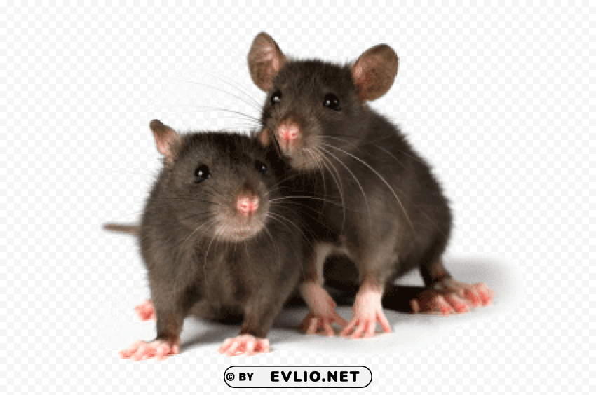 two rats PNG Graphic Isolated with Clear Background