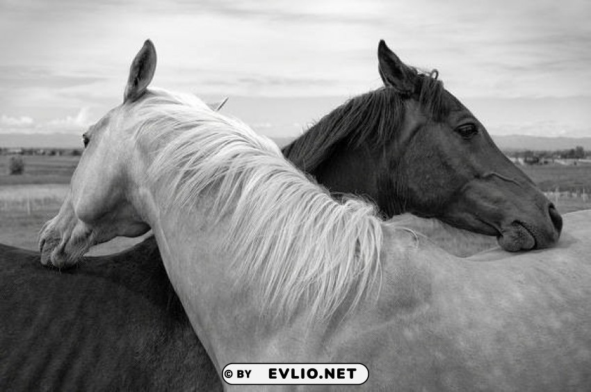 white and black horses PNG images with transparent space
