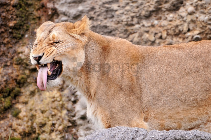 a lioness wallpaper PNG images with no background free download