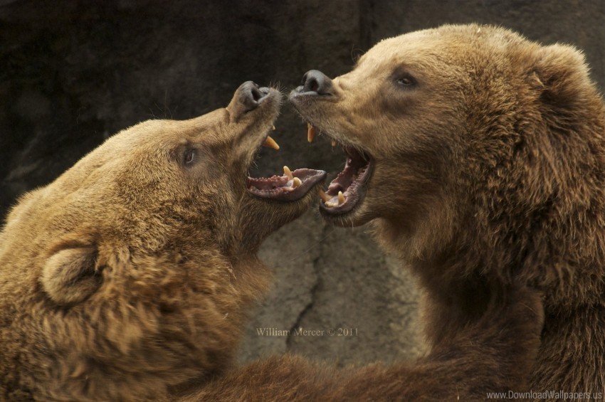 aggression bears couple eyes screaming wallpaper PNG graphics with clear alpha channel selection