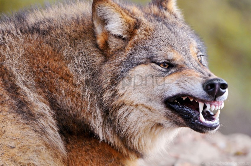 aggression face predator teeth wolf wallpaper PNG images with no background necessary