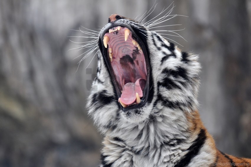 aggression predator snout teeth tiger wallpaper PNG images with no fees
