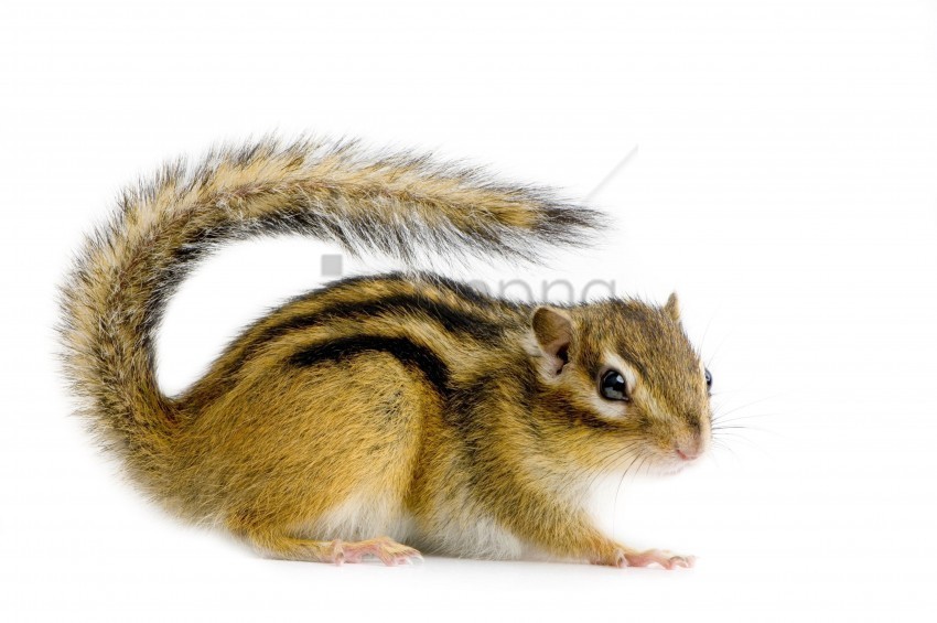 animal chipmunk series striped wallpaper PNG with clear background set