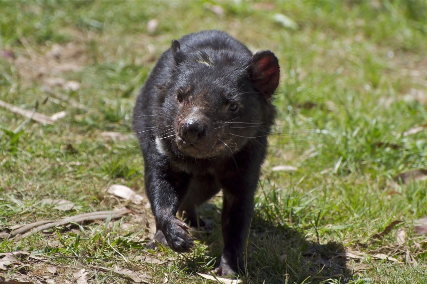 Animal Color Grass Tasmanian Devil Walking Wallpaper PNG Image Isolated With HighQuality Clarity