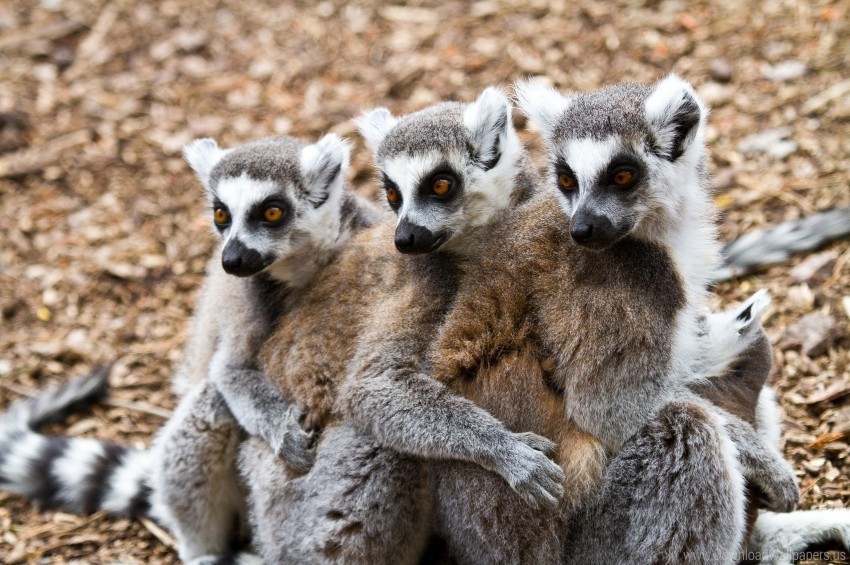 animals lemurs three wallpaper Clear Background PNG Isolated Design