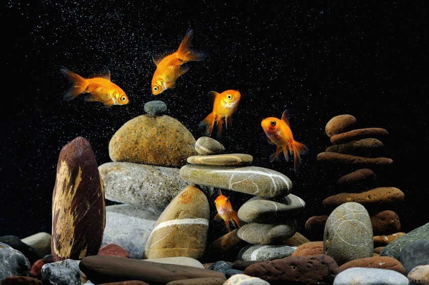 aquarium black background fish rocks wallpaper Free PNG images with alpha transparency