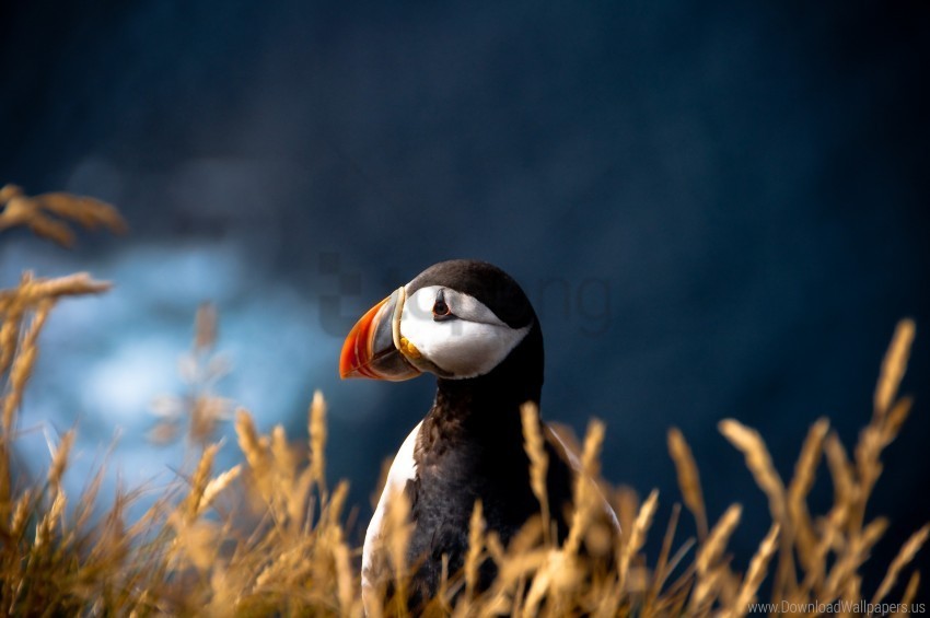 atlantic deadlock bird blurring fratercula arctica puffin wallpaper PNG images with alpha transparency layer
