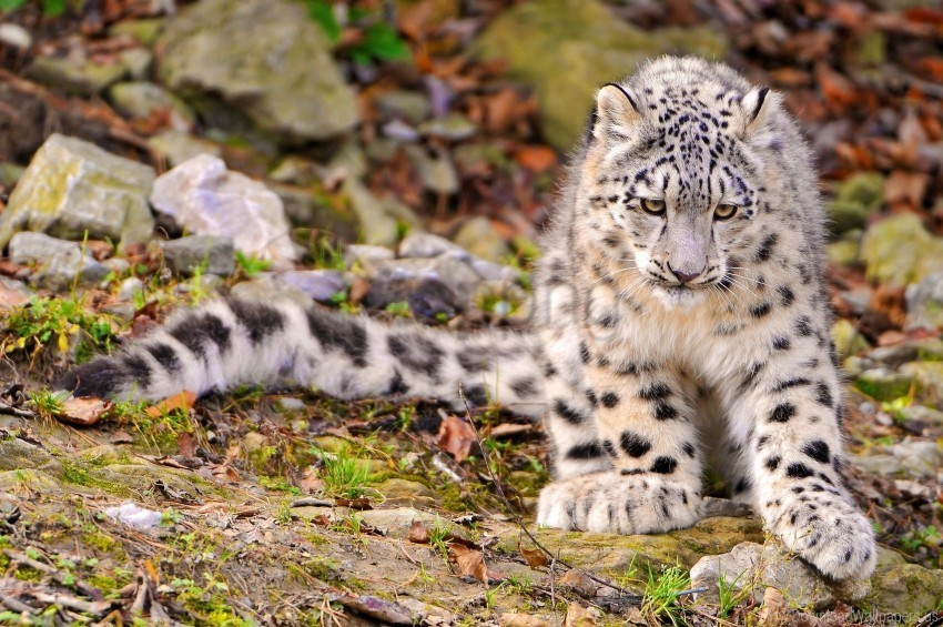 autumn big cat grass predator sit snow leopard wallpaper Transparent PNG art
