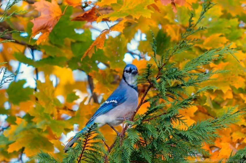 autumn bird branch foliage jay wallpaper PNG graphics with transparency