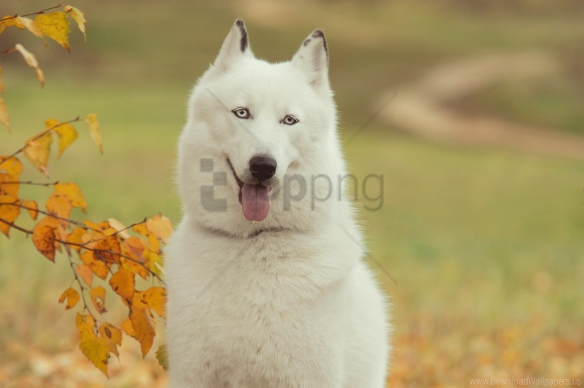 autumn branch dog forest husky tree wallpaper Free download PNG images with alpha channel