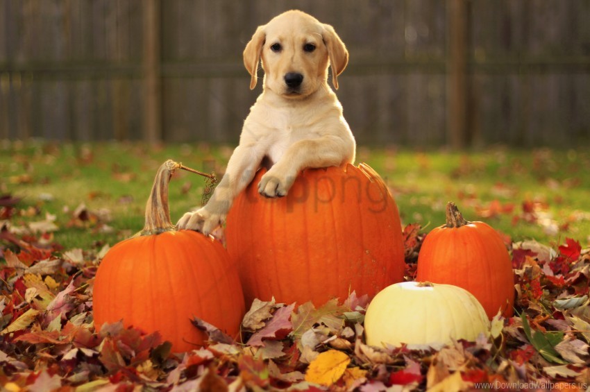 Autumn Dog Foliage Labrador Retriever Pumpkin Puppy Wallpaper High-quality Transparent PNG Images Comprehensive Set