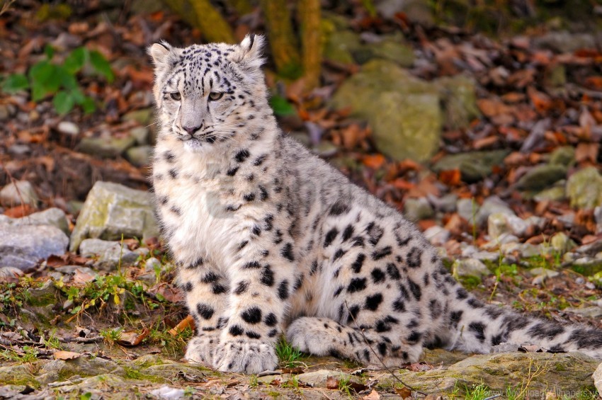autumn leaves snow leopard cub wallpaper HighResolution Isolated PNG Image