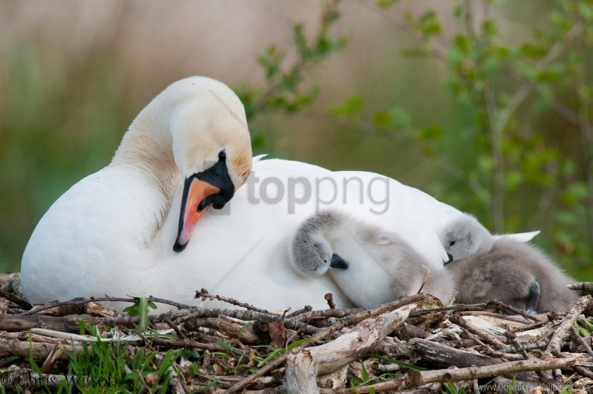 babies bird nest swan wallpaper Isolated Artwork on Clear Transparent PNG