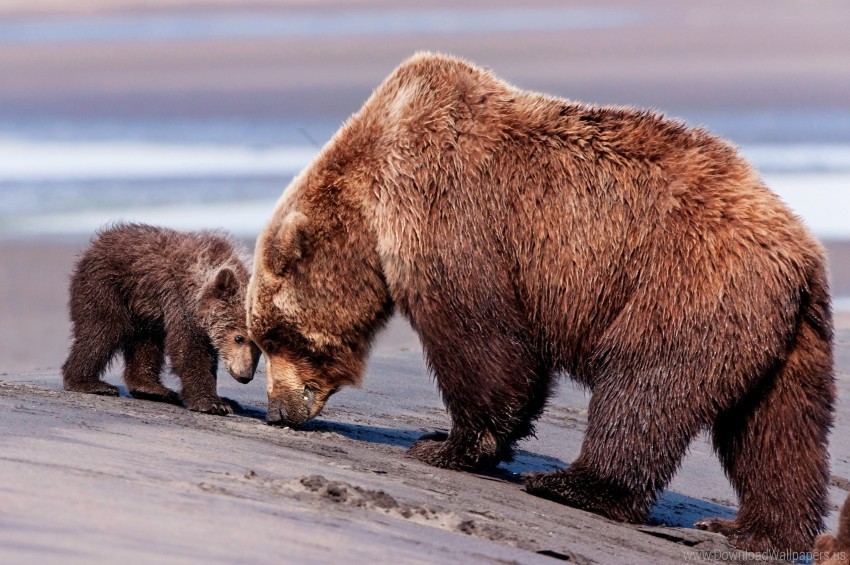 baby bears caring couple wallpaper PNG without watermark free