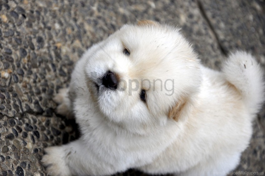 Baby Chow Chow Light Puppy Wallpaper PNG With Isolated Transparency