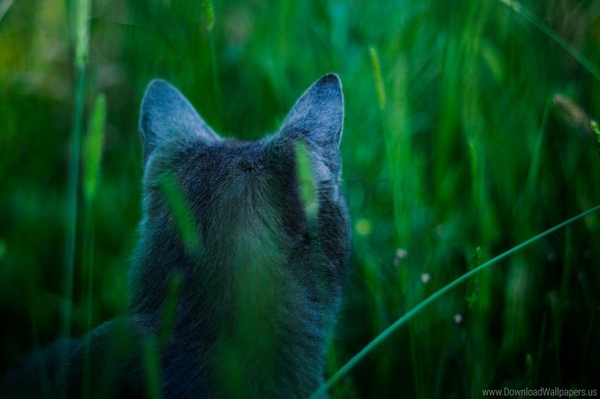 back view cat ears grass wallpaper HighQuality PNG Isolated on Transparent Background