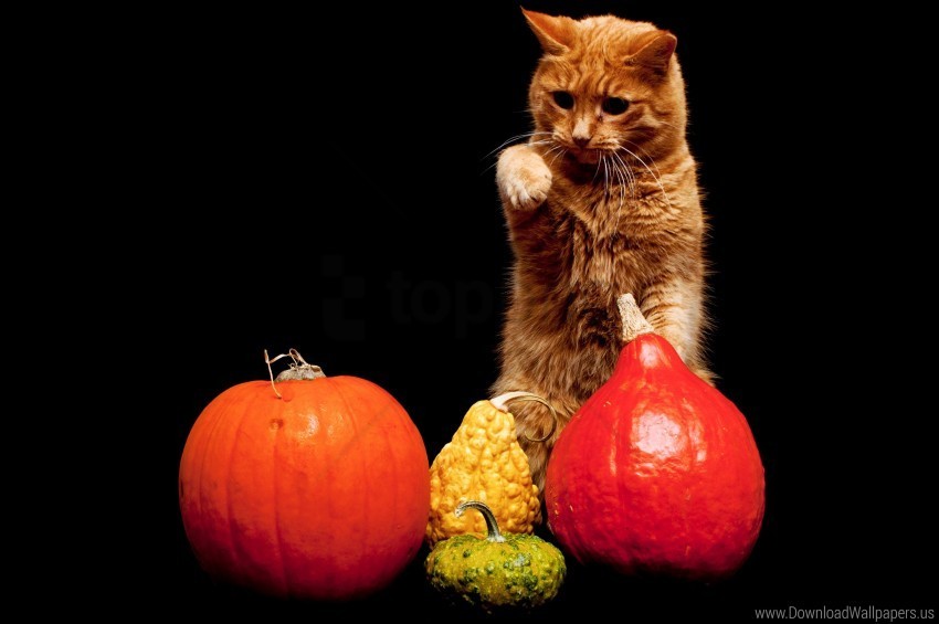 background cat pumpkin wallpaper PNG images for banners