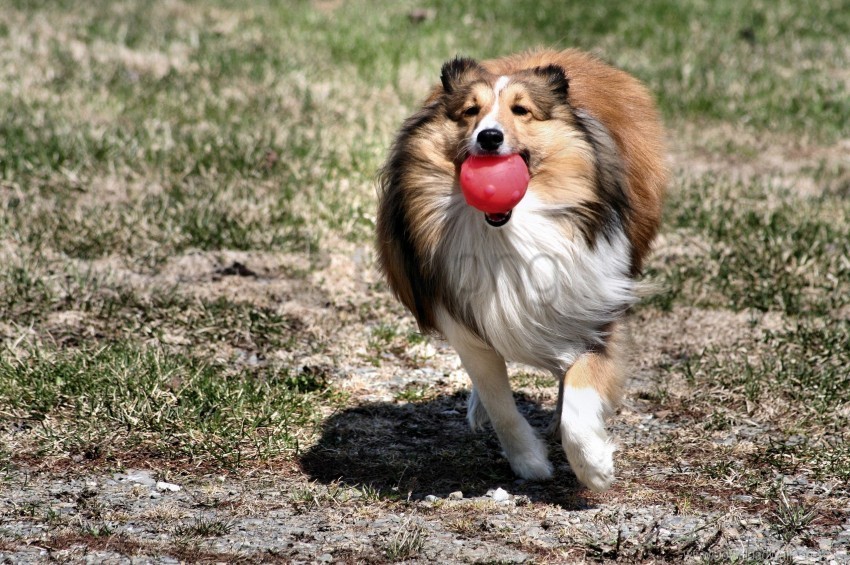 ball collie dog toy wallpaper PNG images without watermarks