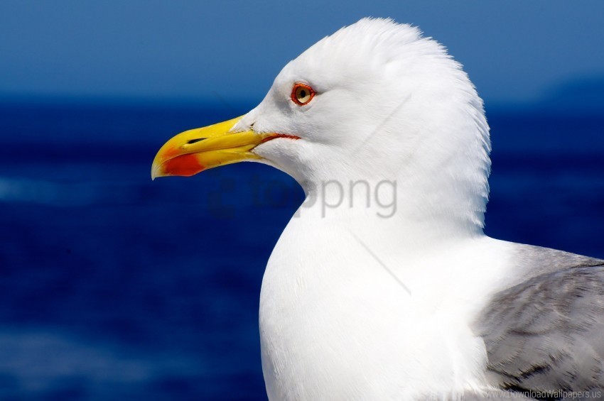 beak bird pro seagull wallpaper Isolated Item on Transparent PNG Format