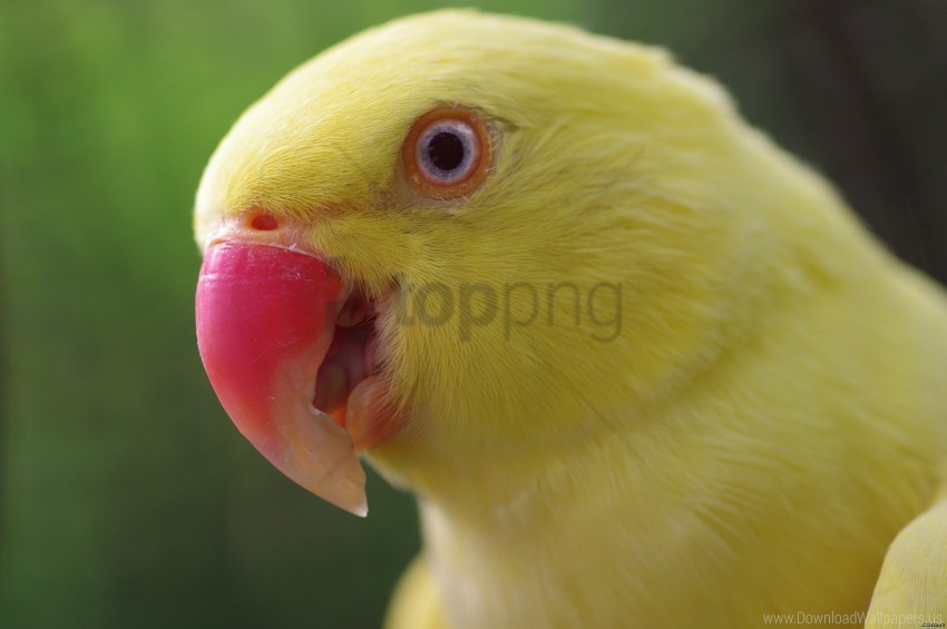 beak color parrot yellow wallpaper Isolated Item on HighQuality PNG