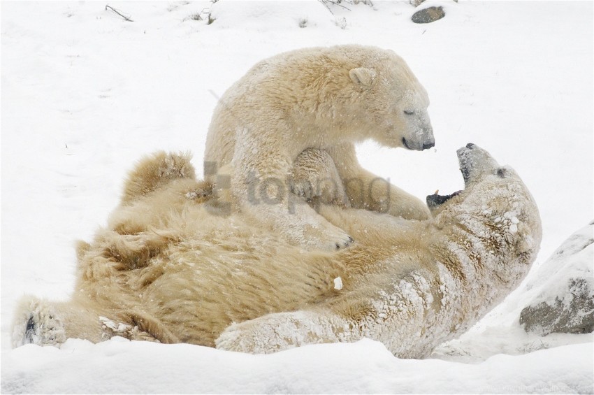 bears games polar bears snow winter wallpaper Isolated Item with HighResolution Transparent PNG