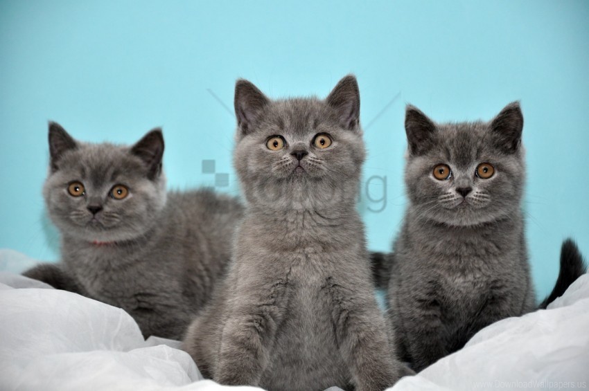 beautiful british kittens three wallpaper Clear PNG photos