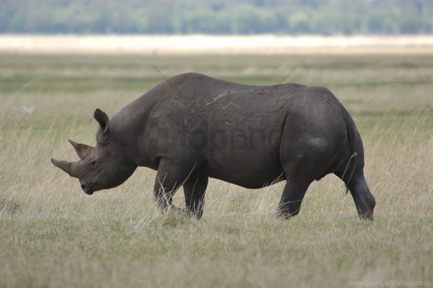 beautiful field large rhinoceros walk wallpaper Isolated Item on Clear Background PNG