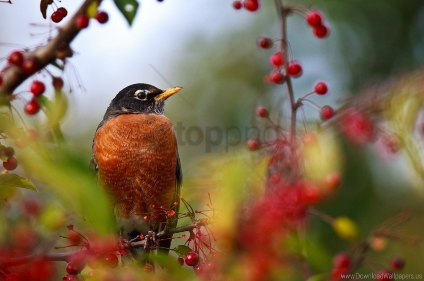 berry birds branch color sit wallpaper ClearCut PNG Isolated Graphic