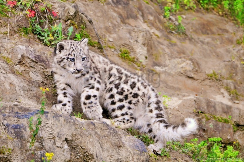 big cat climbing predator snow leopard wallpaper Transparent PNG Artwork with Isolated Subject
