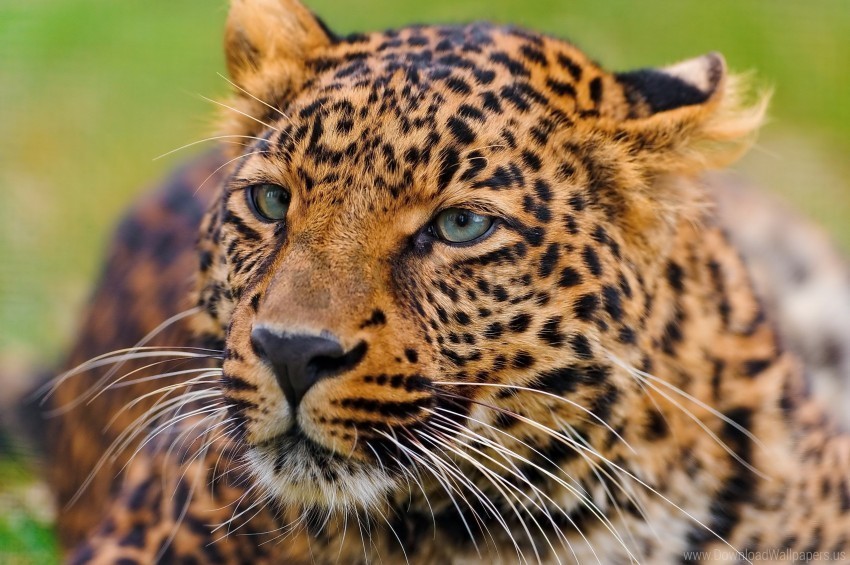 big cat eyes face leopard predator wallpaper PNG Image Isolated with Transparent Clarity