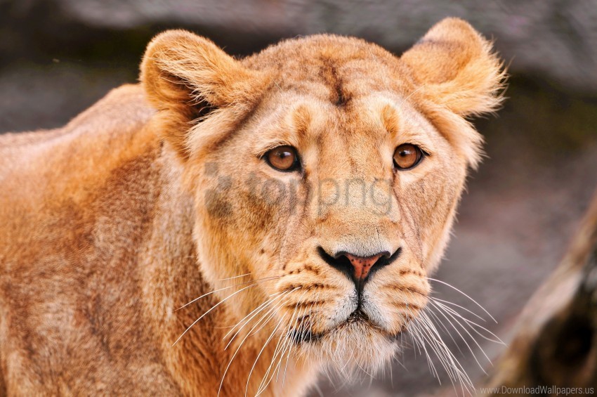 big cat face lion predator wallpaper Isolated Design Element in PNG Format