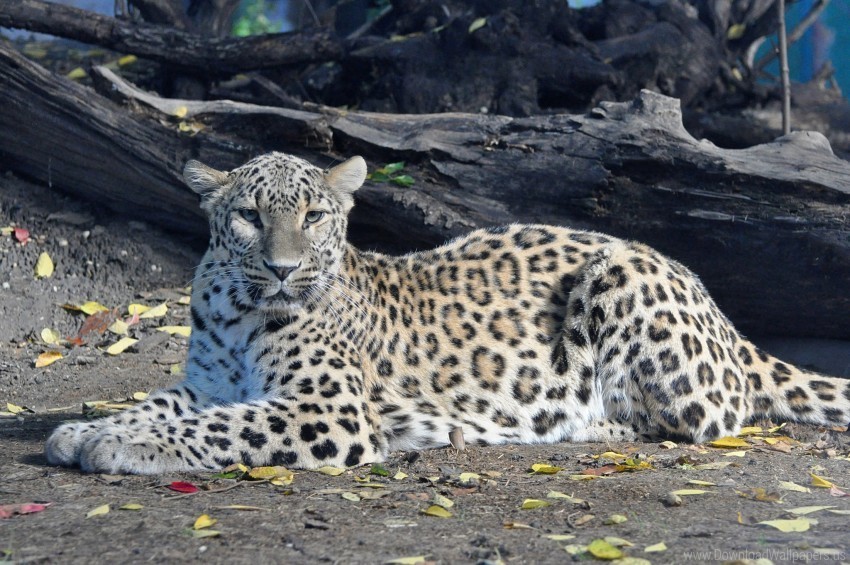 big cat leopard predator spotted wallpaper PNG transparent photos vast collection