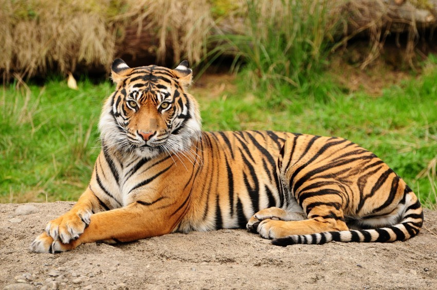 big cat lying nature predator tiger wallpaper Transparent Background Isolation in PNG Format