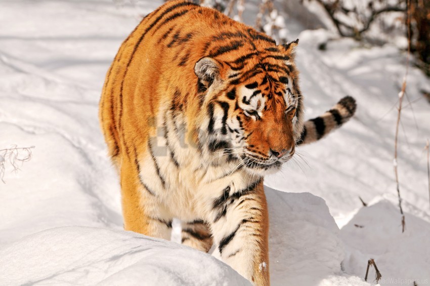 big cat snow tiger wallpaper PNG transparent elements complete package