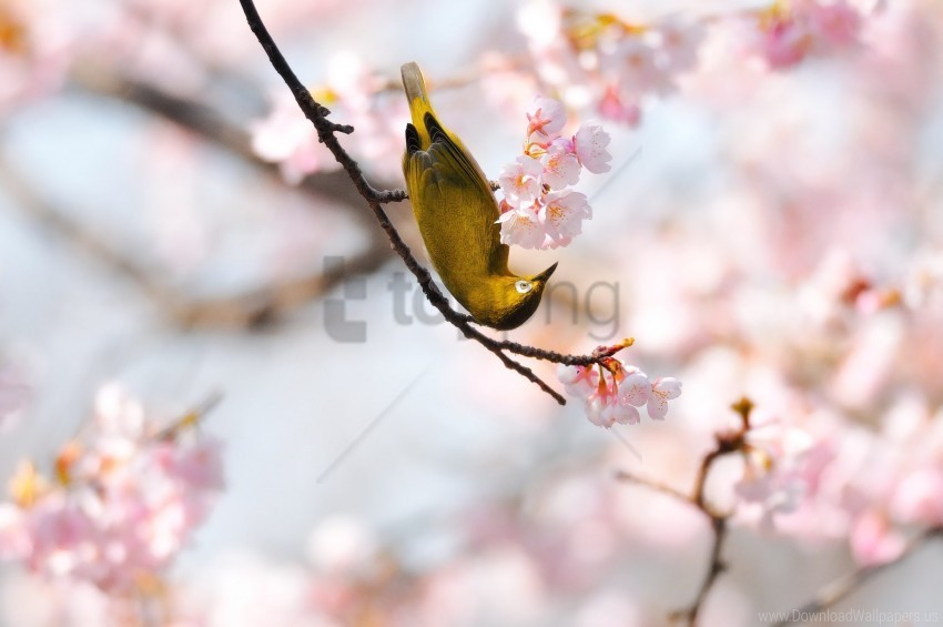 bird bloom branch flower wallpaper PNG pictures with alpha transparency