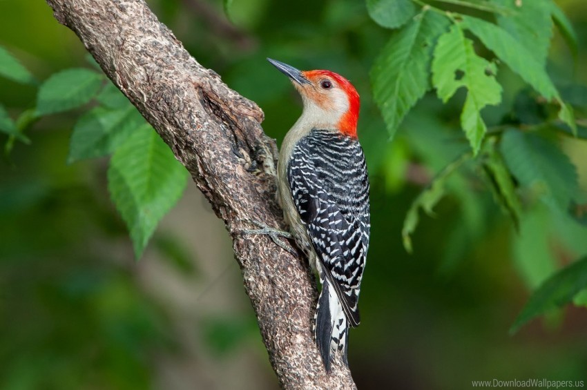 bird branch leaves woodpecker wallpaper Free PNG transparent images
