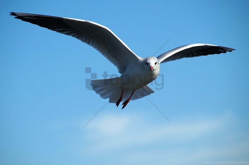 bird flying gull sky wallpaper Transparent PNG images free download
