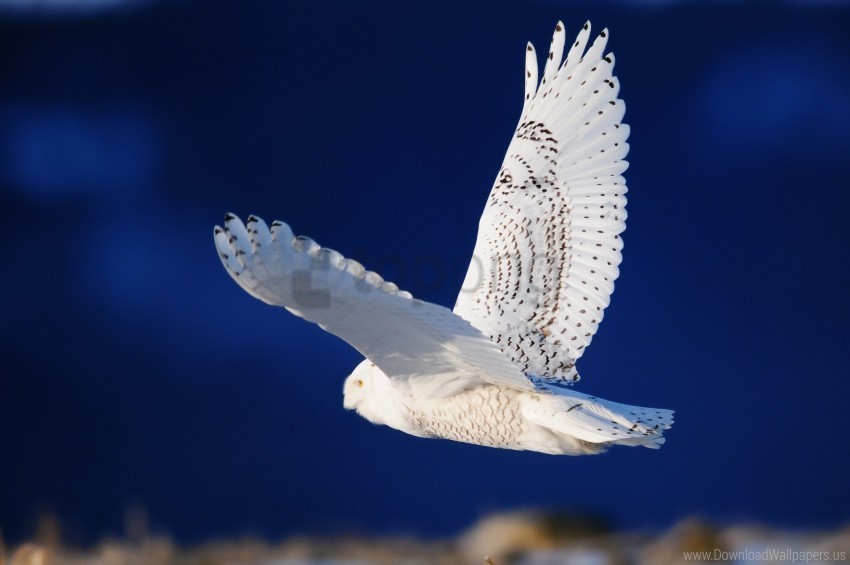 bird flying owl predator wallpaper PNG images with transparent layer