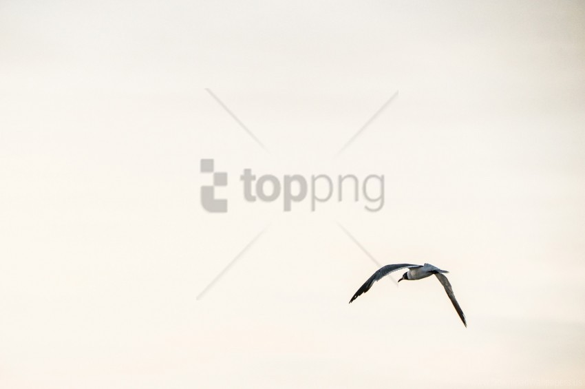 bird flying sky wallpaper PNG Illustration Isolated on Transparent Backdrop