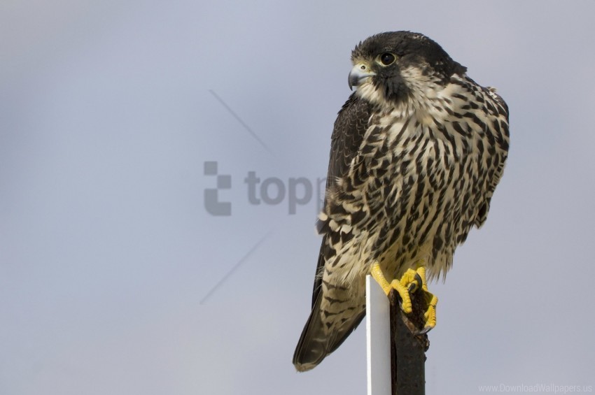 bird gray background peregrine falcon pro view wallpaper PNG images with high transparency