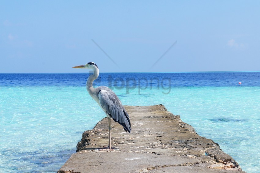 bird heron ocean sea wallpaper PNG images with clear cutout