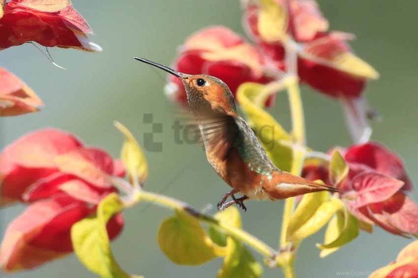 birds branches flowers hummingbirds wallpaper Transparent Background PNG Isolated Design