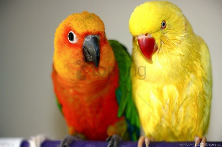 birds couple endayya parrots wallpaper HighResolution Transparent PNG Isolated Item